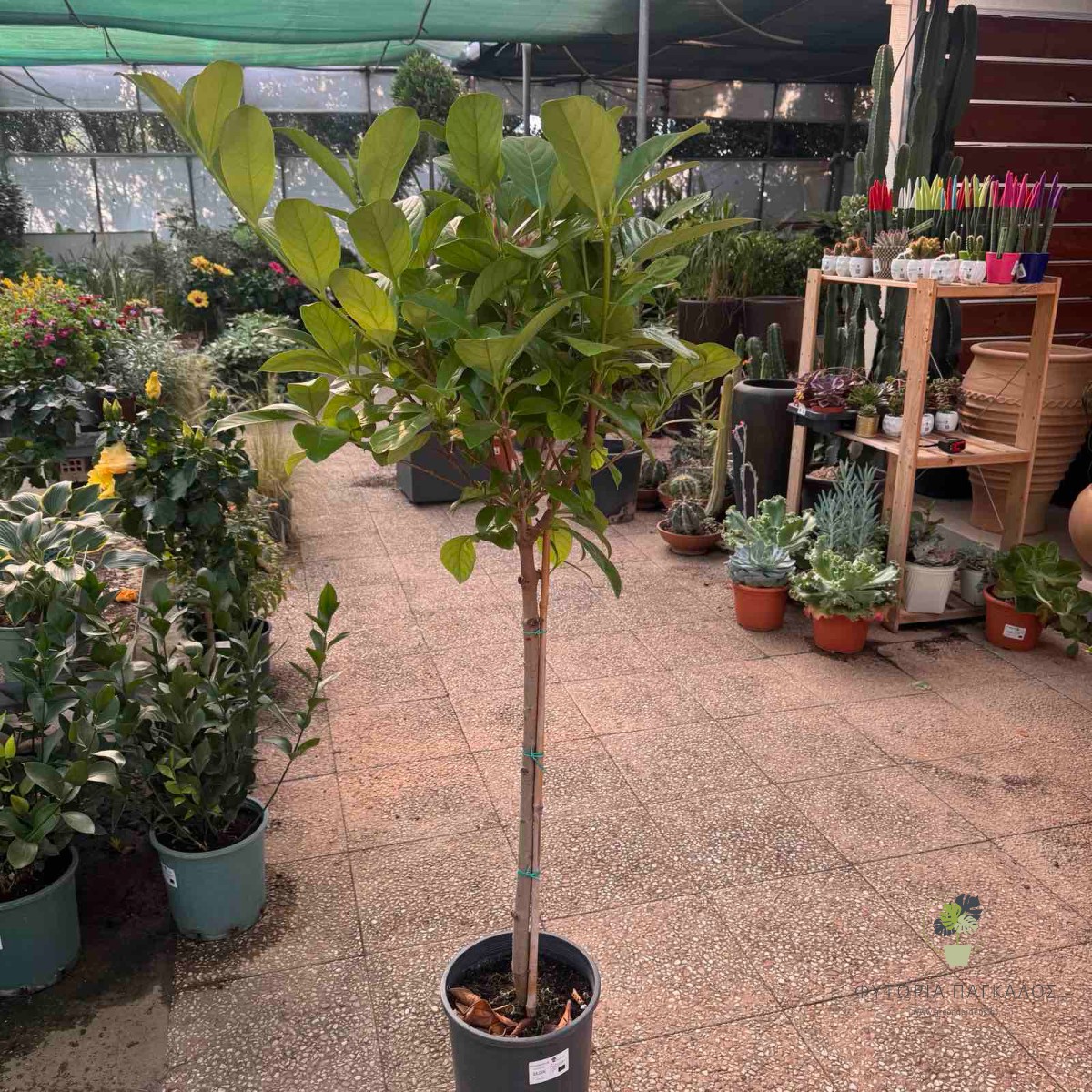 Βιβούρνο Λούσιντουμ (Viburnum lucidum) - 3